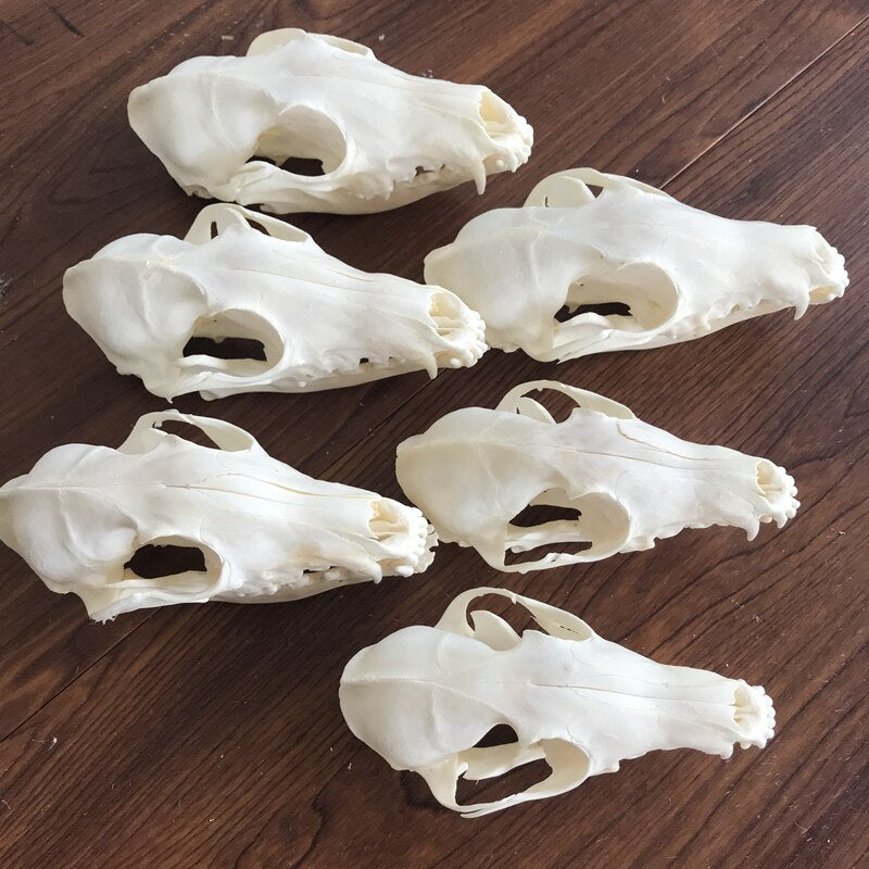 Fox Skull taxidermy real bone skeleton