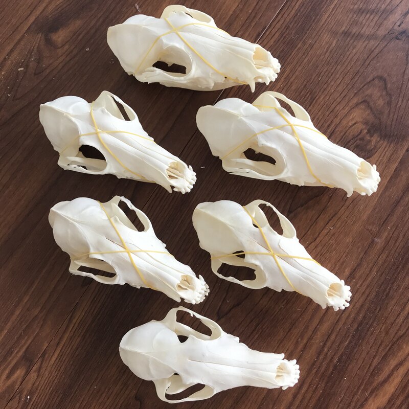 Fox Skull taxidermy real bone skeleton