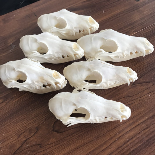 Fox Skull taxidermy real bone skeleton